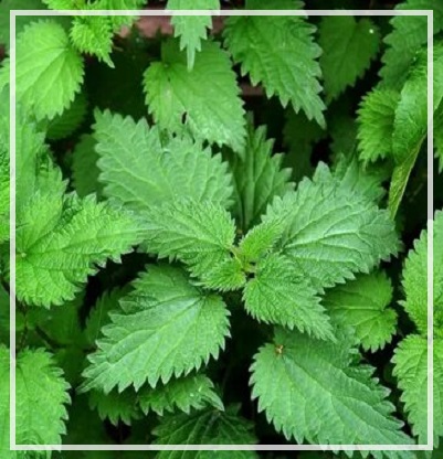 Крапивы гидролат 100мл Крапивы гидролат 100мл