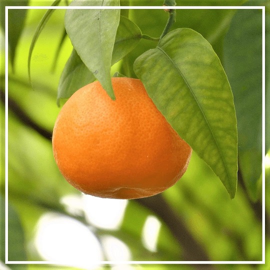 Апельсина сладкого гидролат 100мл