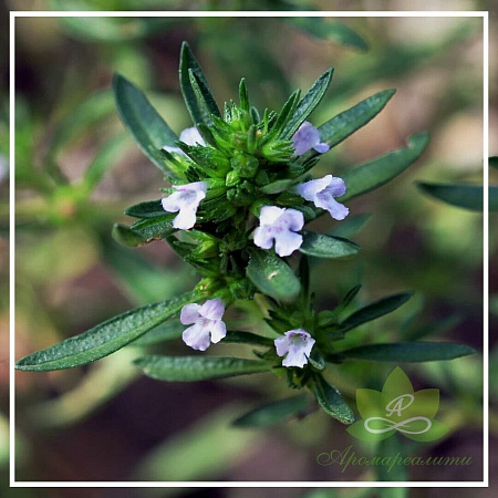 Чабер горный эфирное масло 10мл Чабер горный эфирное масло 10мл