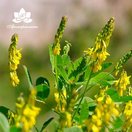 Донник - жирорастворимый докритический СО2 экстракт 10мл Донник - жирорастворимый докритический СО2 экстракт 10мл