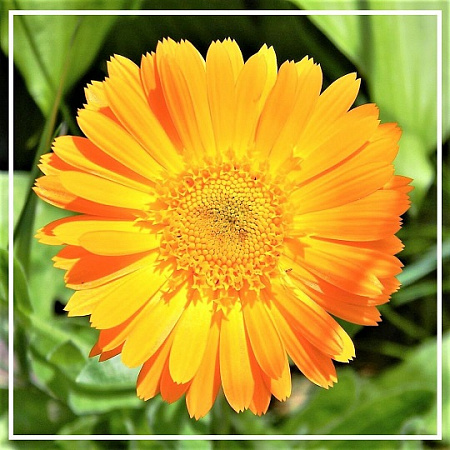 Календулы гидролат 100мл Календулы гидролат 100мл