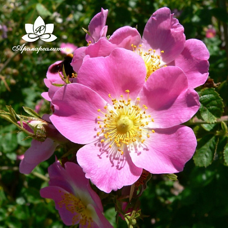 Шиповник - водорастворимый докритический СО2 экстракт (микроэмульсия) 20мл Шиповник - водорастворимый докритический СО2 экстракт (микроэмульсия) 20мл