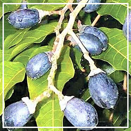 Элеми эфирное масло 5мл Элеми эфирное масло 5мл