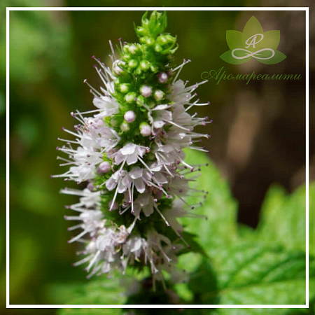 Мята кудрявая эфирное масло 10мл Мята кудрявая эфирное масло 10мл