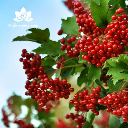 Калина - жирорастворимый докритический СО2 экстракт 10мл Калина - жирорастворимый докритический СО2 экстракт 10мл