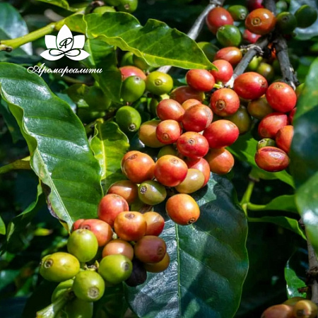 Зелёный кофе - водорастворимый докритический СО2 экстракт (микроэмульсия) 20мл Зелёный кофе - водорастворимый докритический СО2 экстракт (микроэмульсия) 20мл