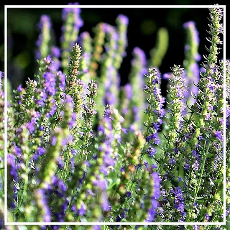 Иссопа гидролат 100мл Иссопа гидролат 100мл