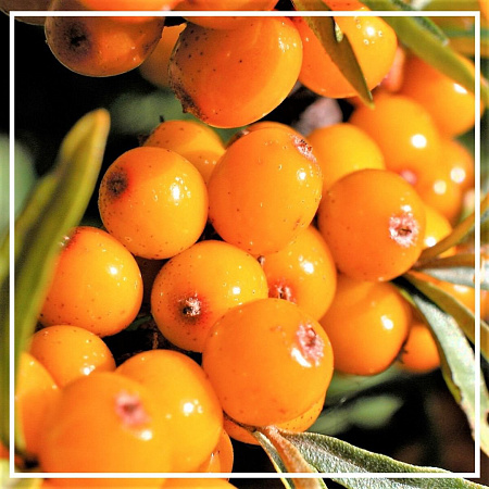 Облепихи растительное масло высший сорт (мацерат) 100мл Облепихи растительное масло высший сорт (мацерат) 100мл