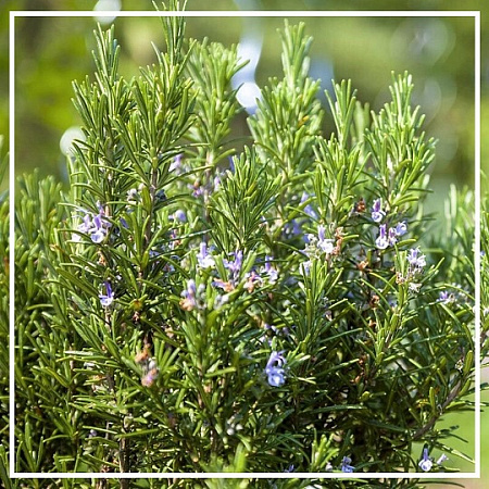 Розмарина гидролат 100мл Розмарина гидролат 100мл