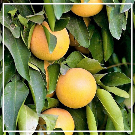 Грейпфрута гидролат 100мл Грейпфрута гидролат 100мл