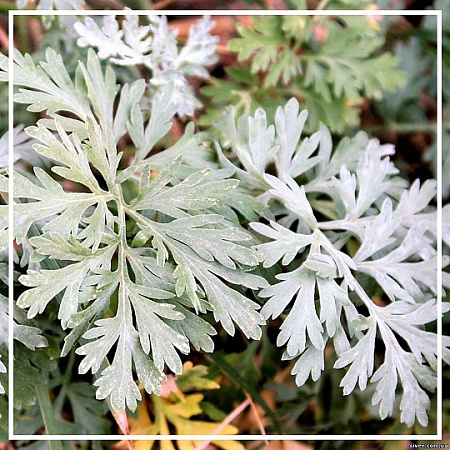 Полыни гидролат 100мл Полыни гидролат 100мл