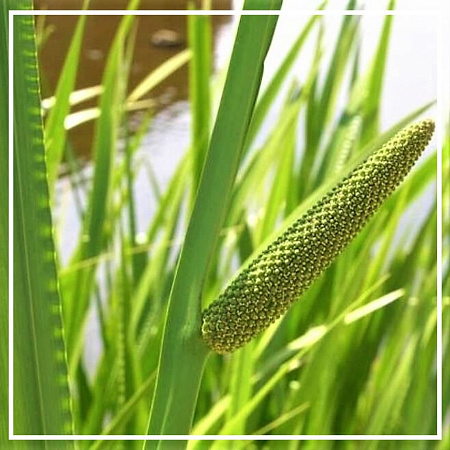 Аир эфирное масло 5мл Аир эфирное масло 5мл