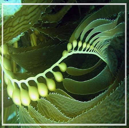 Биоферментированная ламинария 20мл Биоферментированная ламинария 20мл