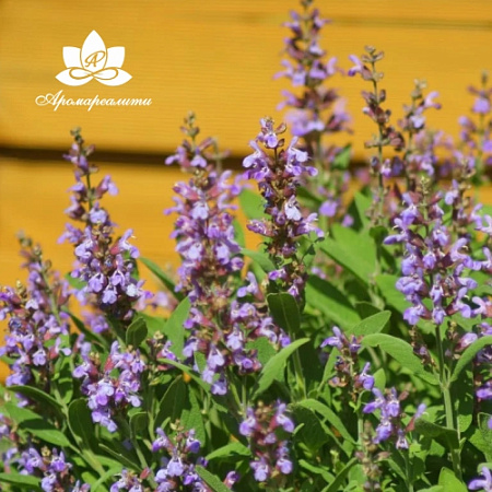 Шалфей лекарственный - водорастворимый докритический СО2 экстракт (микроэмульсия) 20мл Шалфей лекарственный - водорастворимый докритический СО2 экстракт (микроэмульсия) 20мл