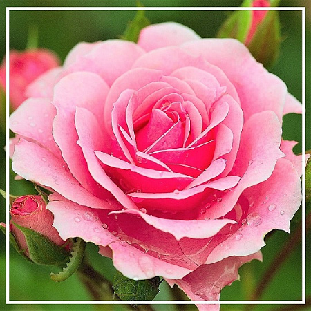 Розы гидролат 100мл Розы гидролат 100мл