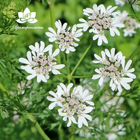 Кориандр - водорастворимый докритический СО2 экстракт (микроэмульсия) 20мл Кориандр - водорастворимый докритический СО2 экстракт (микроэмульсия) 20мл