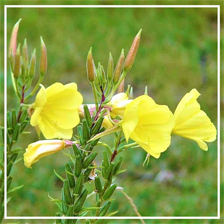 Примулы вечерней растительное масло 50мл Примулы вечерней растительное масло 50мл