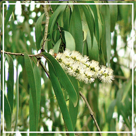 Каяпут эфирное масло 10мл Каяпут эфирное масло 10мл